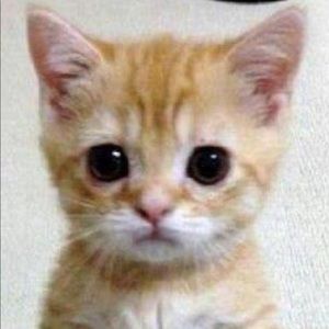 Meet your Posher, Cat